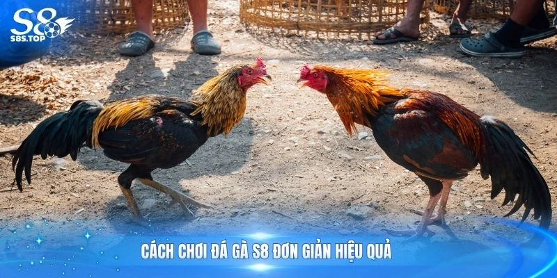 Cách chơi đá gà S8 đơn giản hiệu quả