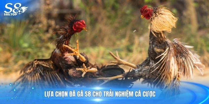Lựa chọn đá gà S8 cho trải nghiệm cá cược