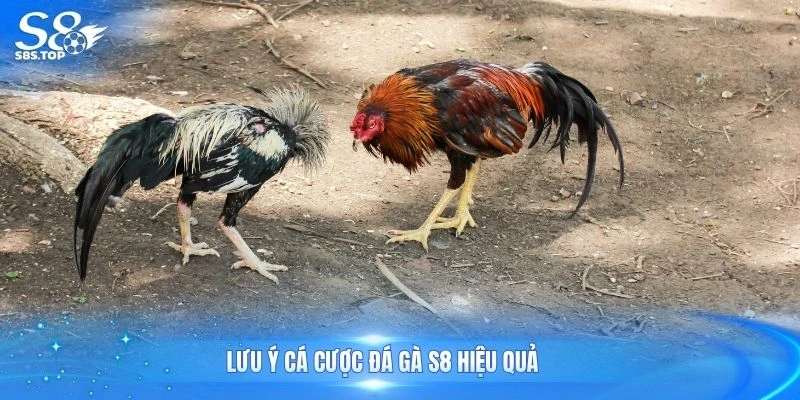 Lưu ý cá cược đá gà S8 hiệu quả